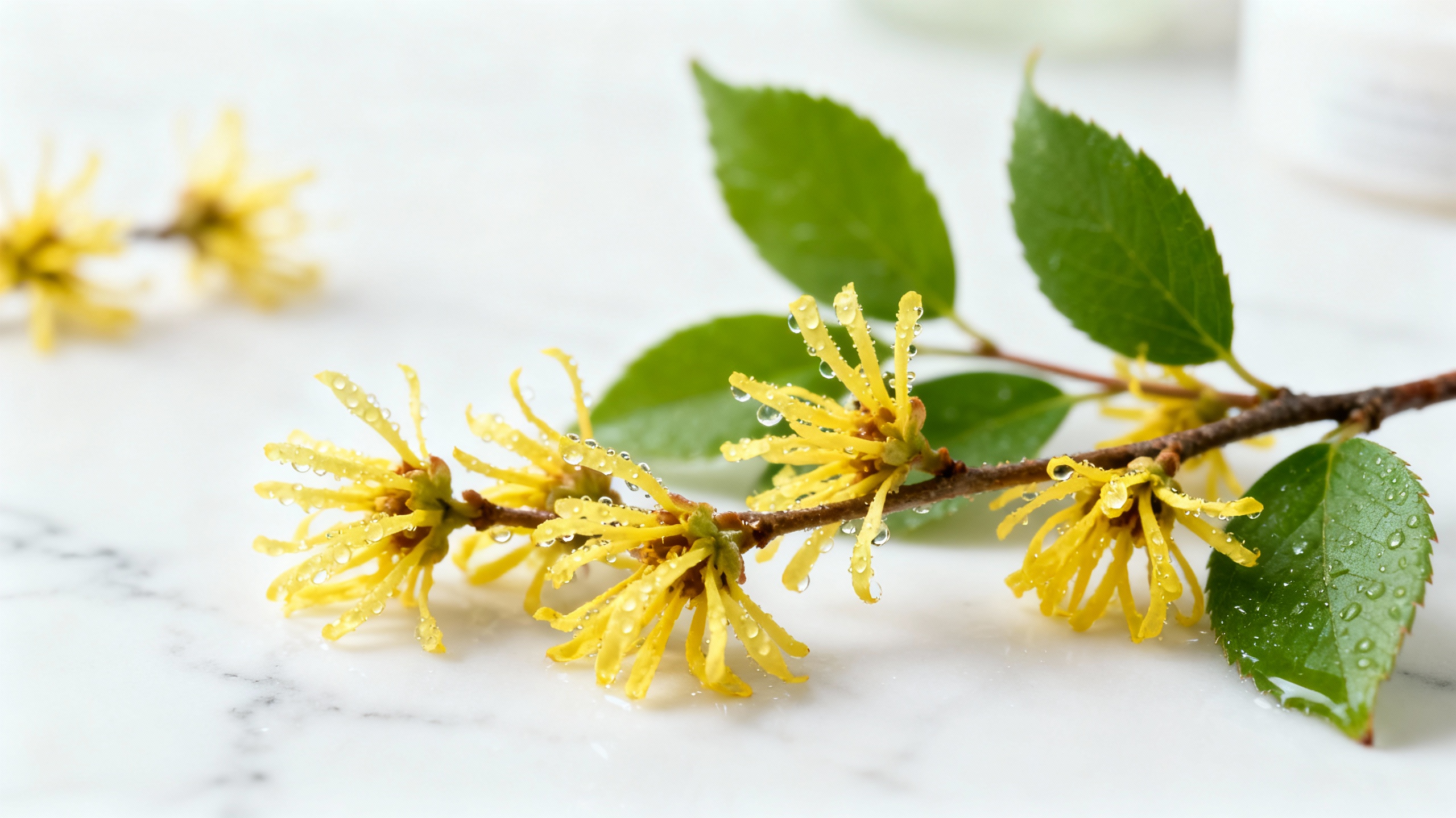 Featured image for How to use witch hazel for acne?