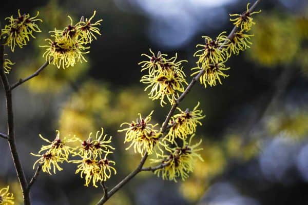 witch hazel for acne